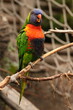 parrot, bird, colorful, macaw, beak