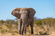 A bull elephant stands threateningly in the savannah