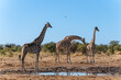 Giraffes at the Waterhole