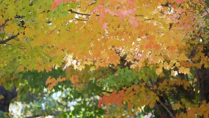 Sticker - Colorful woods with yellow and orange canopies in autumn forest on sunny day. Landscape of wild nature in autumn