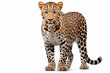 Leopard isolated on a white background. Animal front left portrait.