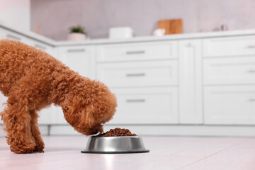 Sticker - Cute Maltipoo dog feeding from metal bowl on floor in kitchen. Lovely pet