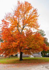 Wall Mural - colorful autumn trees and houses in residential area