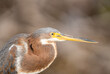 close up of a tricolored heron 