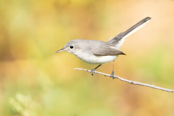 Wall Mural - Blue-gray gnatcatcher perched on a tree limb. 