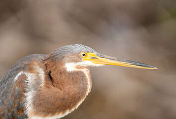 Wall Mural - close up of a tricolored heron 