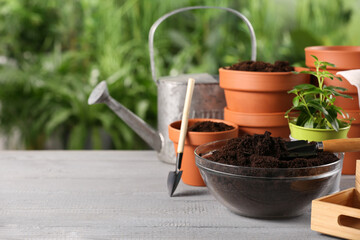 Wall Mural - Flower pots, beautiful plant, soil and gardening tools on grey wooden table outdoors. Space for text