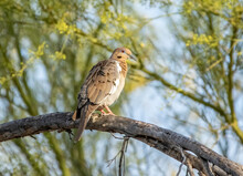 White-winged Dove Perched On A Dead Tree Branch In The Desert. 