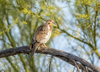Wall Mural - White-winged dove perched on a dead tree branch in the desert. 