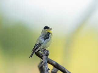 Wall Mural - A lesser goldfinch perched on a dead tree branch at sunset in the desert. 