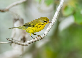 Wall Mural - Prairie warbler perched on a branch in the forest.