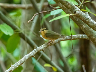 Wall Mural - Worm-eating warbler perched on a tree branch in the forest. 