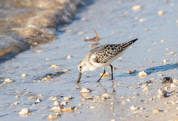 Wall Mural - A sanderling sandpiper feeding in the sand at the edge of the shoreline 