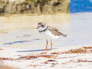 Wall Mural - Semipalmated plover standing at the water edge on a tropical beach 