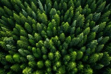Overhead Perspective Of Scandinavian Evergreen Woodland Captured By A Drone. Generative AI