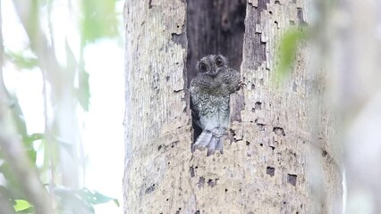 Wall Mural - Barred owlet-nightjar (Aegotheles bennettii)  in Varirata National Park, Papua New Guinea