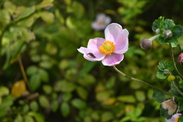 Canvas Print - Japanese anemone ( Anemone hupehensis ) flowers. Ranunculaceae perennial plants. It is an elegant flower that blooms white or pink flowers on tall flower stalks, giving you the feeling of autumn.