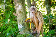 Cute close-up amazon capuchin monkey eating banana in the jungle