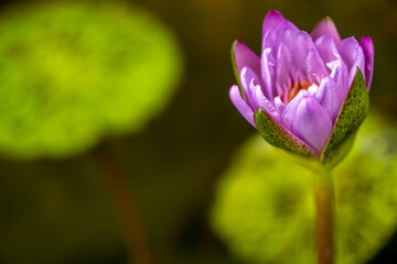 Poster - lotus flower in the garden