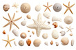 Sea shells isolated on transparent background,Transparency 