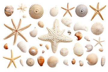 Wall Mural - Sea shells isolated on transparent background,Transparency 