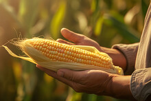 Close Up Of A Man Holding Yellow Corn In A Cornfield. Farmer Holding Ripe Corn During Harvest Time