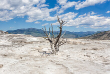 Withered Tree In The Middle Of Mammoth Hot Springs Terrace In The Yellowstone National Park, WY