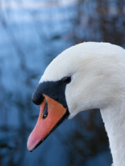 Sticker - portrait of a swan on blue water