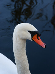 Sticker - portrait of a swan on blue water