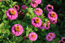 Many Bright Pink Zinnia Plant In Bloom In The Flowerbed On Summer On A Sunny Day