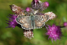 Closeup On The Large Grizzled Skipper, Pyrgus Alveus With Spread Wings On A Purple Thistle Flower