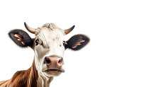 Red,brown Healthy, Cute Cow With A Surprised Curious Look And Open Mouth Looking At The Camera, Isolated On A White Background With Copy Space.