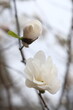 White magnolia flower, side view.