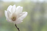 Fototapeta Kwiaty - The white magnolia flower is open to the wind.