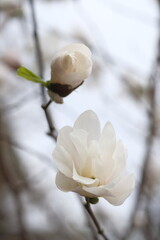 Wall Mural - White magnolia flower, side view.