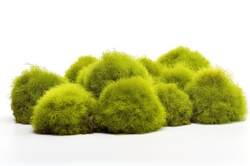 Wall Mural - Lush green moss and natural textures showcase the beauty of nature against a white background.