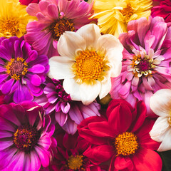 Beautiful colorful zinnia and dahlia flowers in full bloom, close up. Natural summery texture for background.