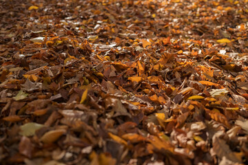 Wall Mural - Dry fallen autumn leaves on a ground in a forest