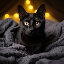 A Cute Black Cat Seated On A Bed, With A Black Blanket. 