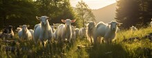 A Herd Of White Goats Grazing Peacefully In A Lush Green Meadow Under The Open Sky. The Gentle, Natural Light Highlights Their Pristine White Coats Against The Vibrant Backdrop Of The Meadow.