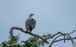 The white-bellied sea eagle is a diurnal bird of prey species from the hawk family.
