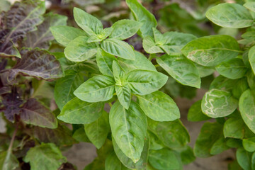 A close-up photo of a basil leaf