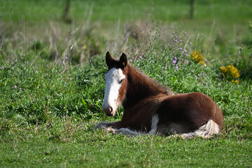 Wall Mural - Rural scene of a Clydesdale colt laying down resting in a green pasture