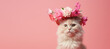 © SnowElf - Portrait Cute fluffy cat in hat with fresh spring flowers isolated on flat pink background with copy space, spring sale banner template.