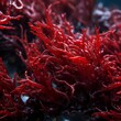 Close-up of vibrant red seaweed