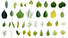 Many Leaves On A White Background