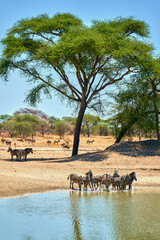 zebras in the african savanna