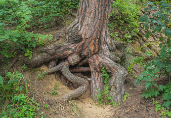 Wall Mural - roots of a tree