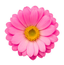 Pink Flower Isolated On Transparent Background, Extracted, Png File