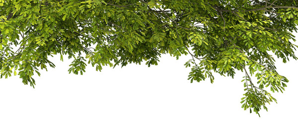 Fototapete - Isolate jungle tropics leafs foliage tree growth cutout backgrounds 3d illustration png